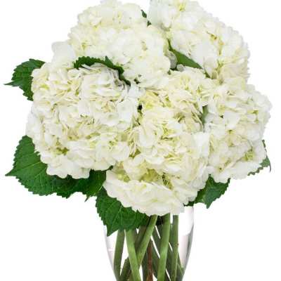 White hydrangea bouquet in a clear glass vase