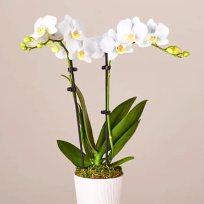 White orchid plant in a white pot with support stakes