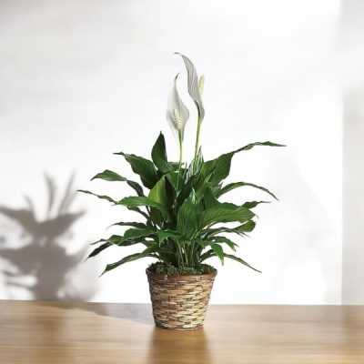 Potted peace lily plant with two white blooms in a woven basket on a table