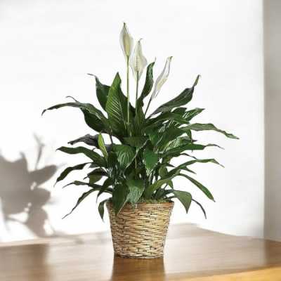 Potted peace lily plant with white blooms in a woven basket on a wooden table