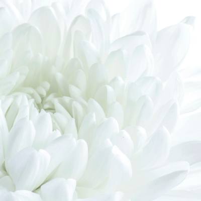 Close-up of white chrysanthemum petals against a bright background