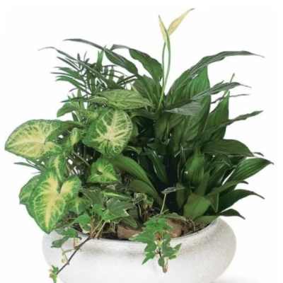 European Dish Garden - Sympathy