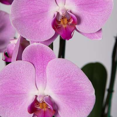 Close-up of pink orchid blooms with magenta centers