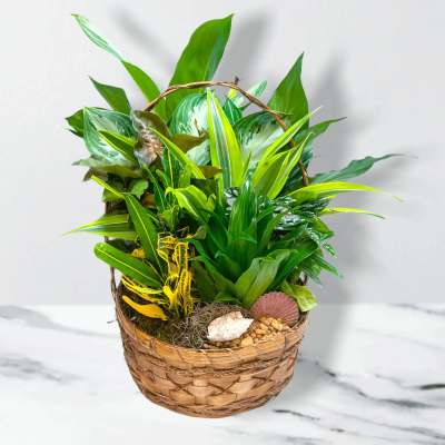 Basket of assorted green tropical plants with decorative shells