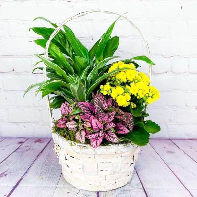 Basket of green plants with yellow and pink flowering plants