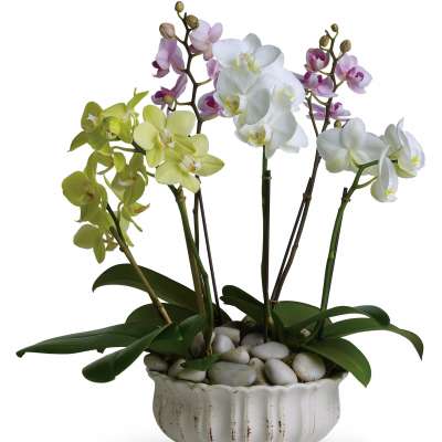 Potted orchids in white, green, and pink blooms in a ceramic planter