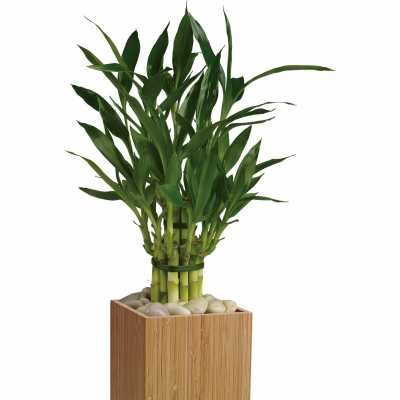 Potted lucky bamboo plant in a square wooden container