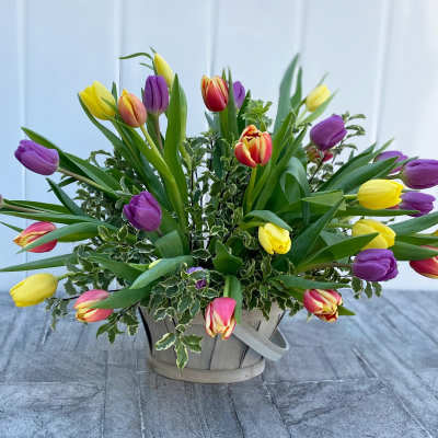 Basket arrangement of multicolored tulips with variegated foliage