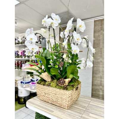 Tall white orchid plants in a rectangular woven basket planter with moss and decorative pods.