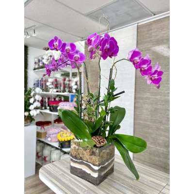 Pink phalaenopsis orchid plant in a square glass planter with layered soil on a table