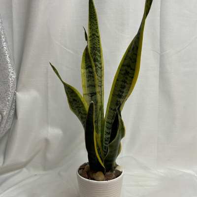 Potted snake plant in a white ceramic planter
