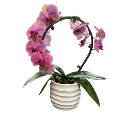 Pink orchid plant in a white ribbed pot
