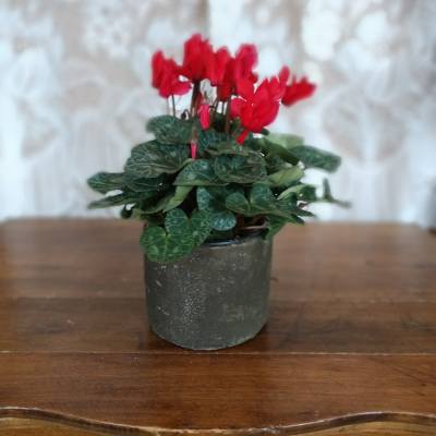 Small Sweet Cyclamen