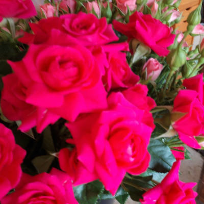 Bright pink roses in a bouquet with dark green foliage