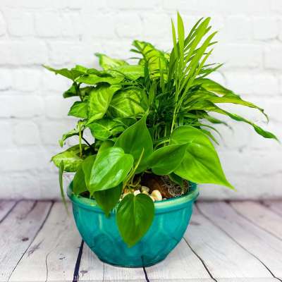Green potted houseplant in a turquoise ceramic pot