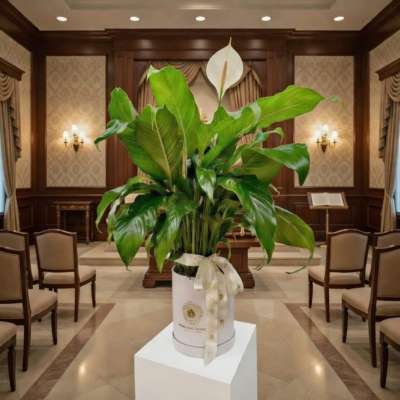 Large potted peace lily plant with one white bloom in a white hatbox container with ribbon.