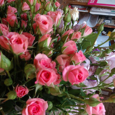 Cluster of pink spray roses with green buds