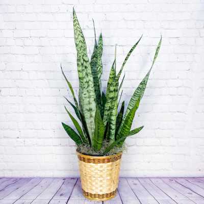 Potted snake plant in a woven basket planter