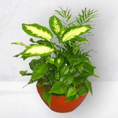 Potted green houseplant with variegated leaves in a red container