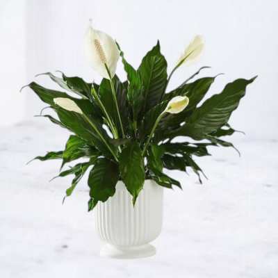 Potted peace lily plant with white blooms and glossy green leaves in a white ceramic pot