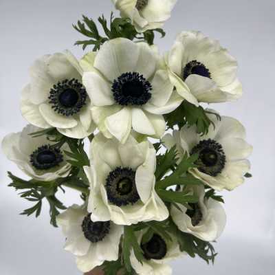 Anemones