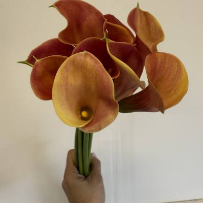 Mini Calla Mango