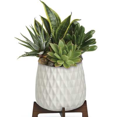 Succulent arrangement in a white textured pot on a wooden stand