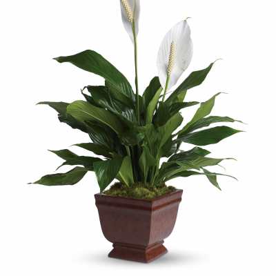 Potted peace lily with white blooms in a brown planter