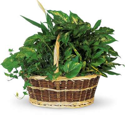Large Green Plant Basket