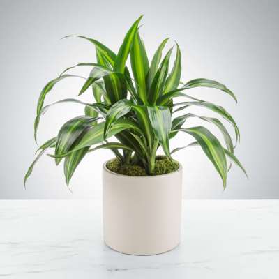 Potted green dracaena plant in a white cylindrical planter