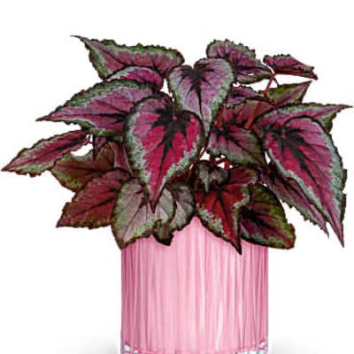 Teleflora's Sparkling Begonia