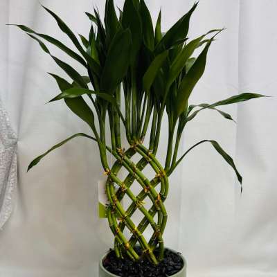 Bamboo Plant