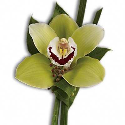 Single green orchid bloom with dark leaves