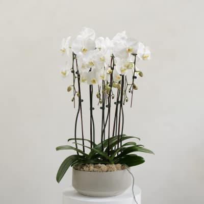 White orchids in a round ceramic pot on a pedestal