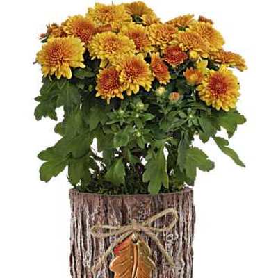 Teleflora's Autumn Harmony Chrysanthemum