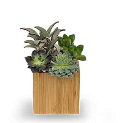 Teleflora's Mindful Moment Garden