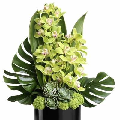Green orchid arrangement in a black vase with succulents