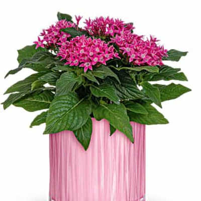 Teleflora's Shimmering Starcluster