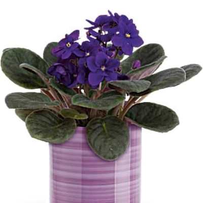 Teleflora's Splendid Violets