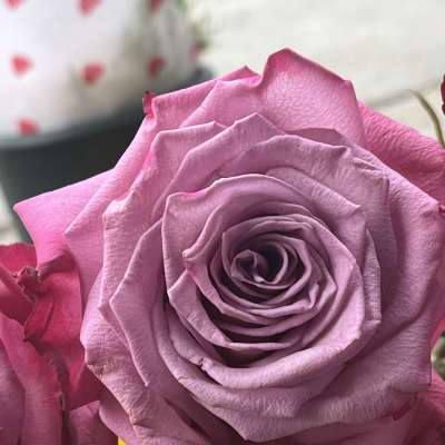 Dozen Long Stemmed Lavender Roses by BloomNation™
