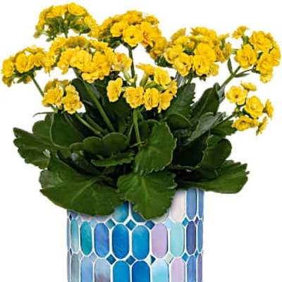 Teleflora's Sunny Kalanchoe