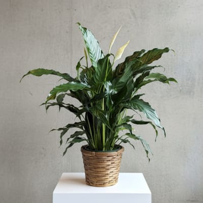 Potted peace lily in a woven basket planter