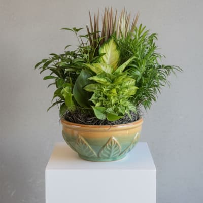 Potted green plant arrangement in a decorative ceramic bowl