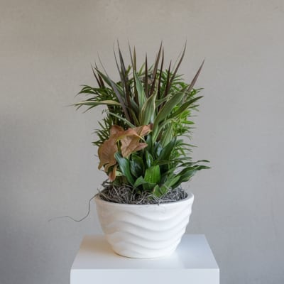 Potted green plant arrangement in a white ceramic pot