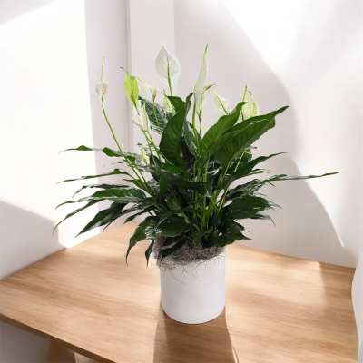 Peace Lily (spathiphyllum)