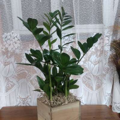 Zamioculcas Zamiafolia