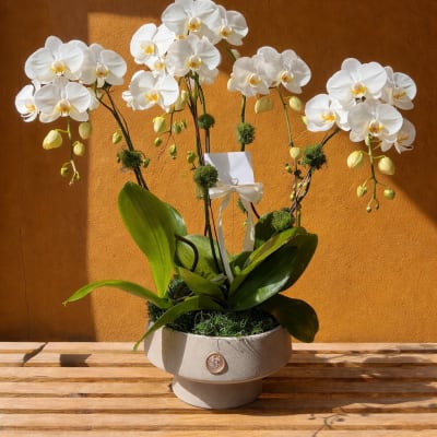White orchid plant in a gray pot with a ribbon