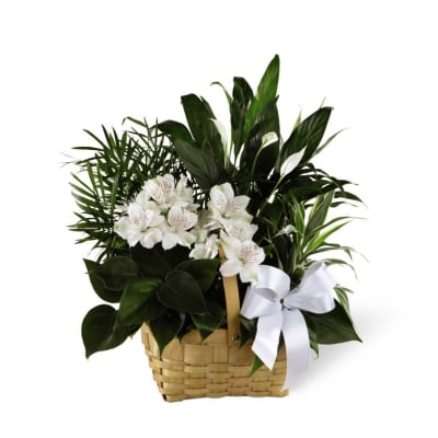 The FTD Peace & Serenity Dishgarden