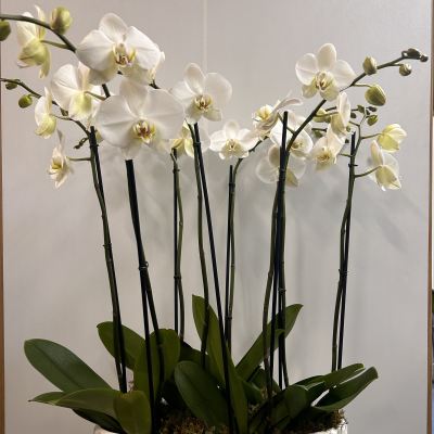White orchids in a textured white planter