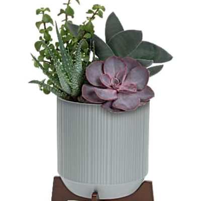 Teleflora's Mod Succulents